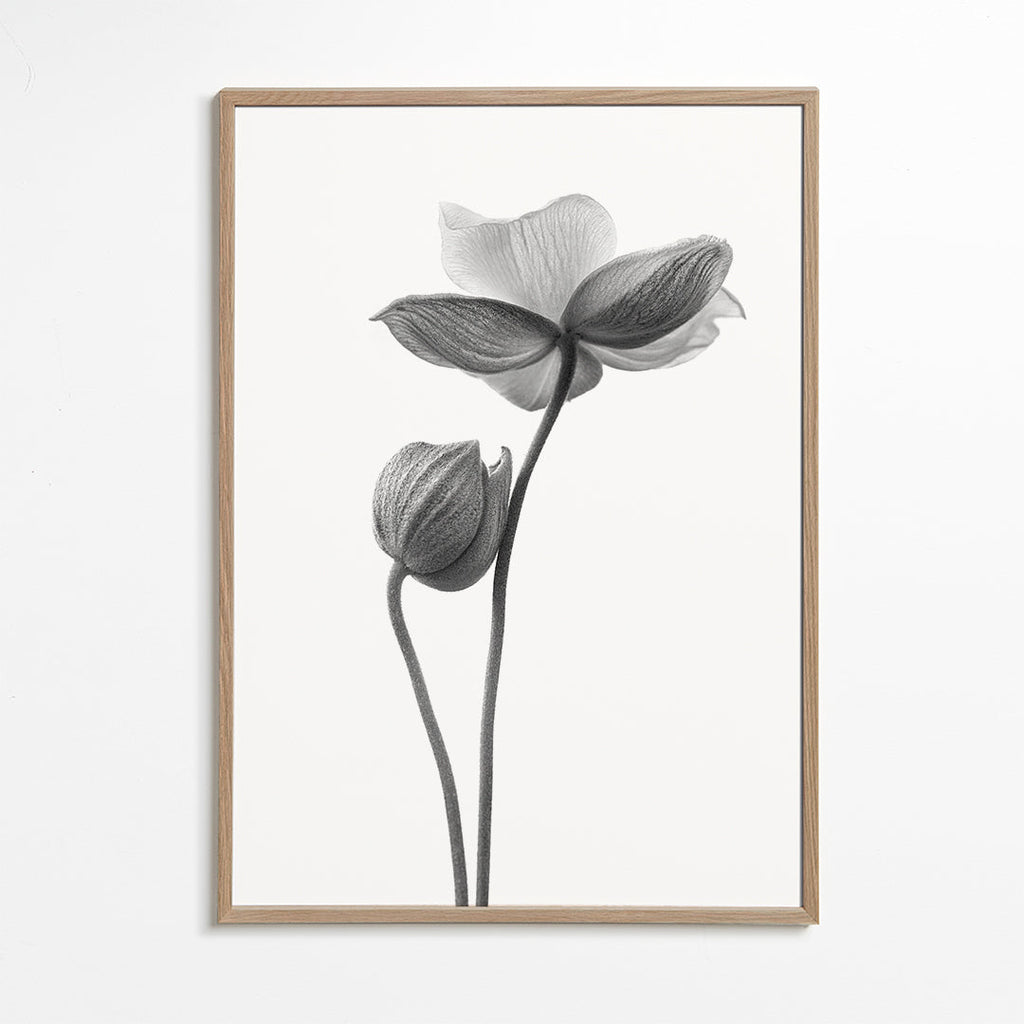 Botanisk plakat i sort-hvid