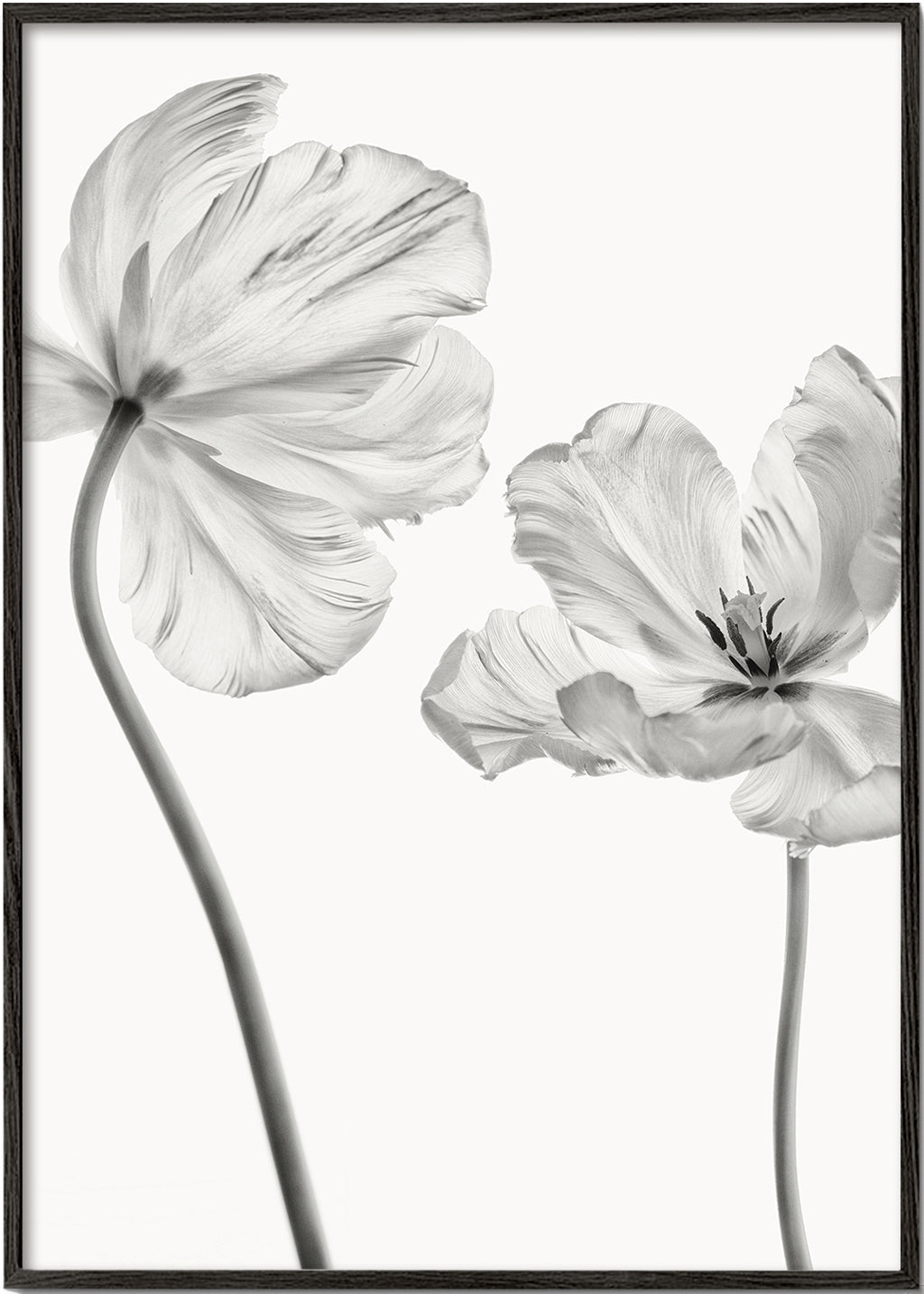 Botanisk plakat: tulipaner i sort-hvid