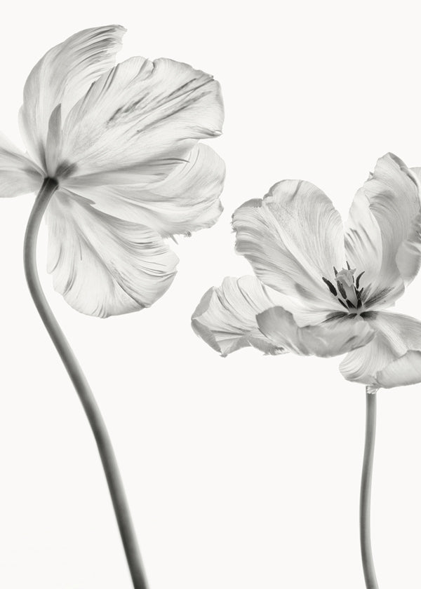 Botanisk plakat: tulipaner i sort-hvid