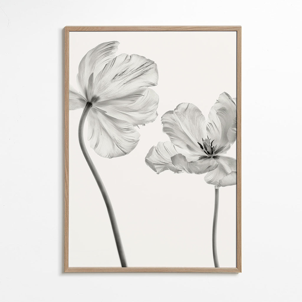 Botanisk plakat: tulipaner i sort-hvid