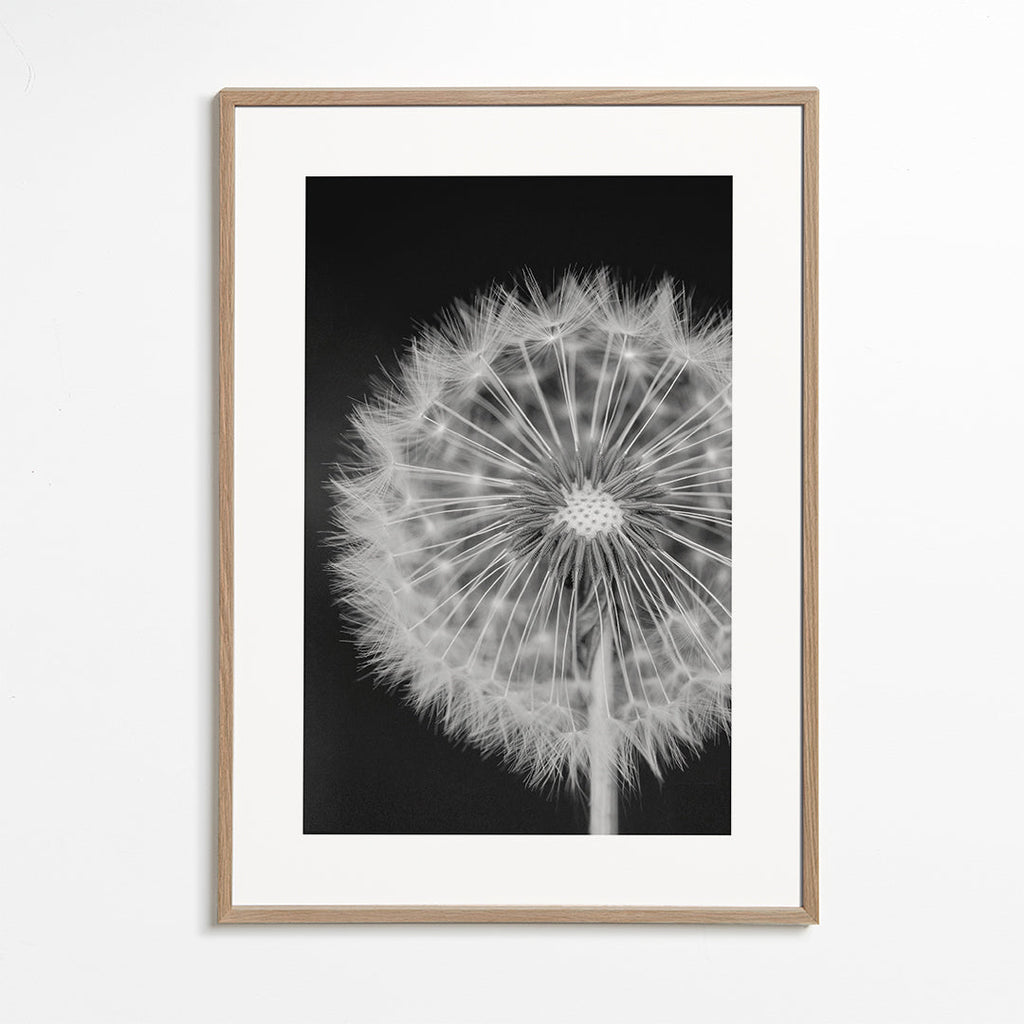 Botanisk plakat løvehale nærbillede