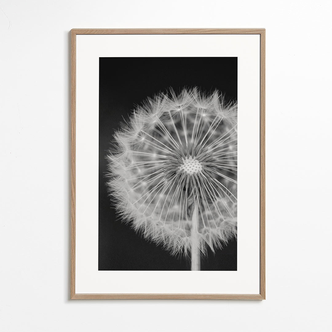 Botanisk plakat løvehale nærbillede