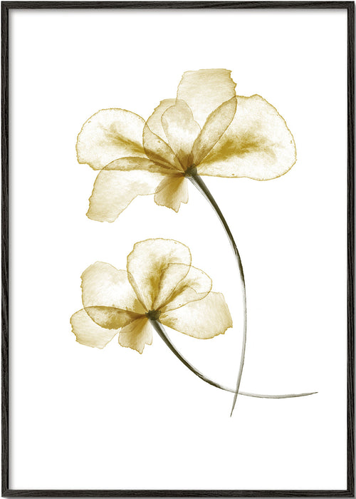 Botanisk plakat med pressede gyldne blomster