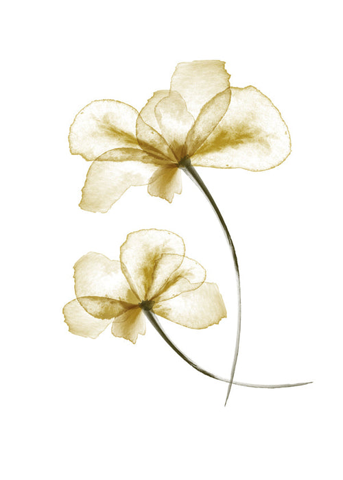 Botanisk plakat med pressede gyldne blomster