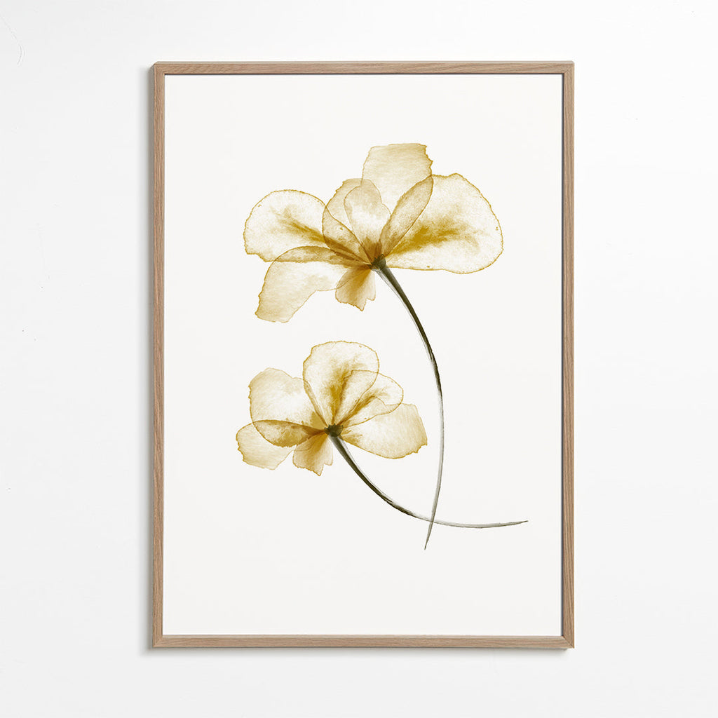 Botanisk plakat med pressede gyldne blomster