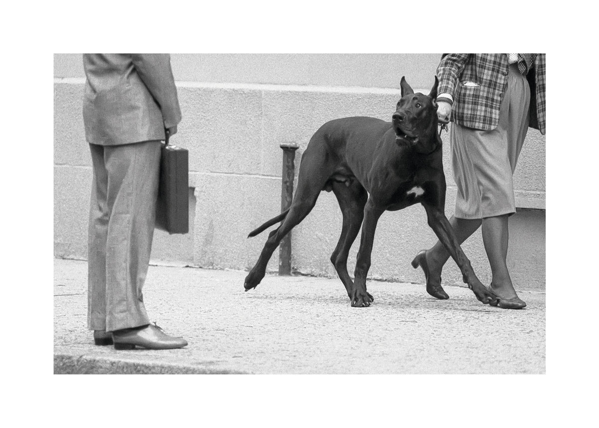 Great dane bodyguard - Unframed art print