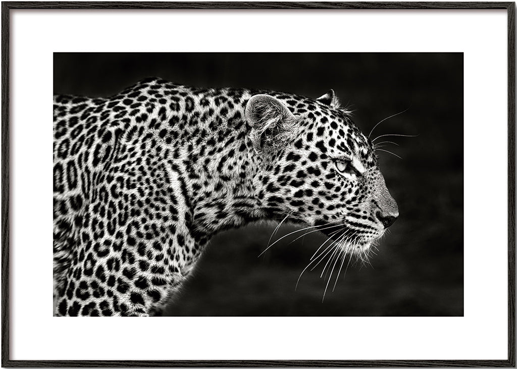 Leopard i profil, fotografisk kunst