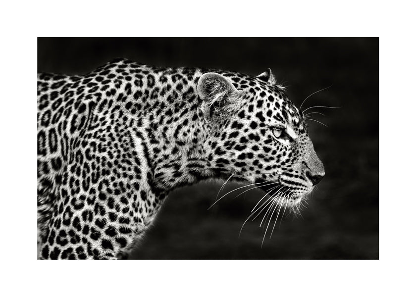 Leopard i profil, fotografisk kunst