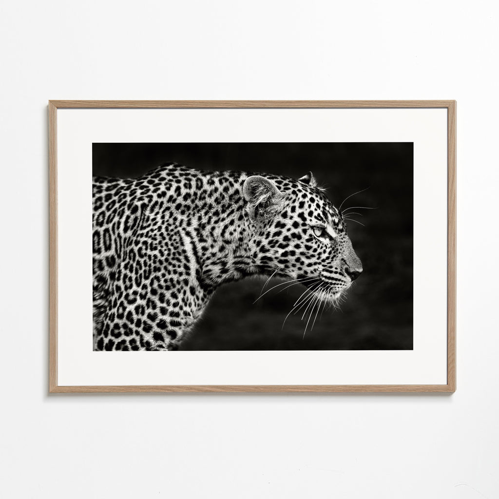 Leopard i profil, fotografisk kunst