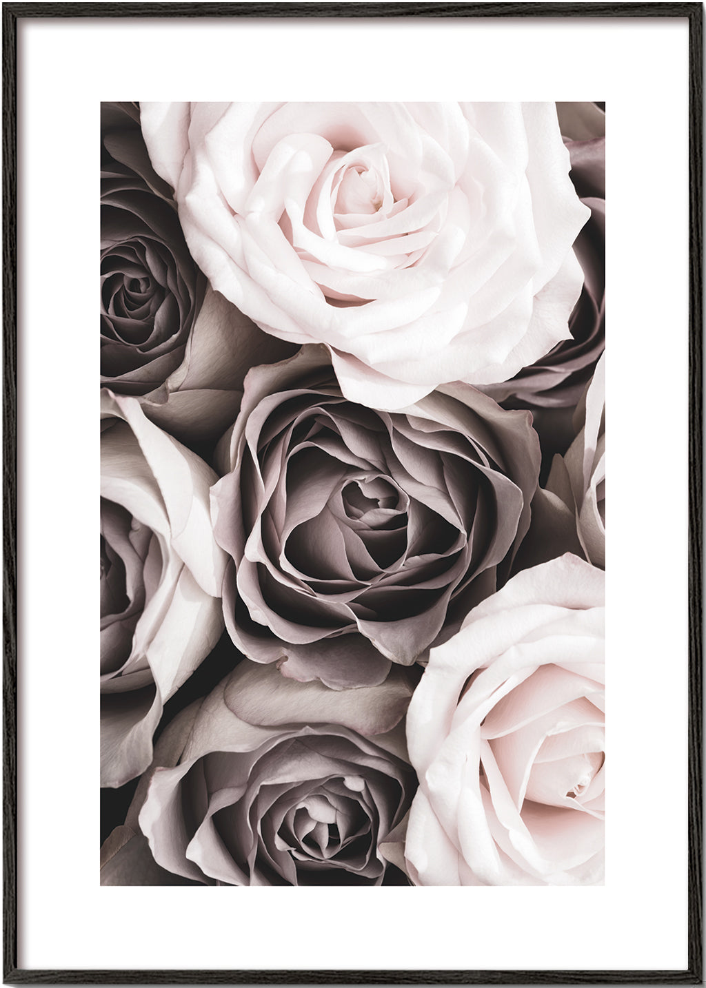 Botanisk plakat blege roser close-up
