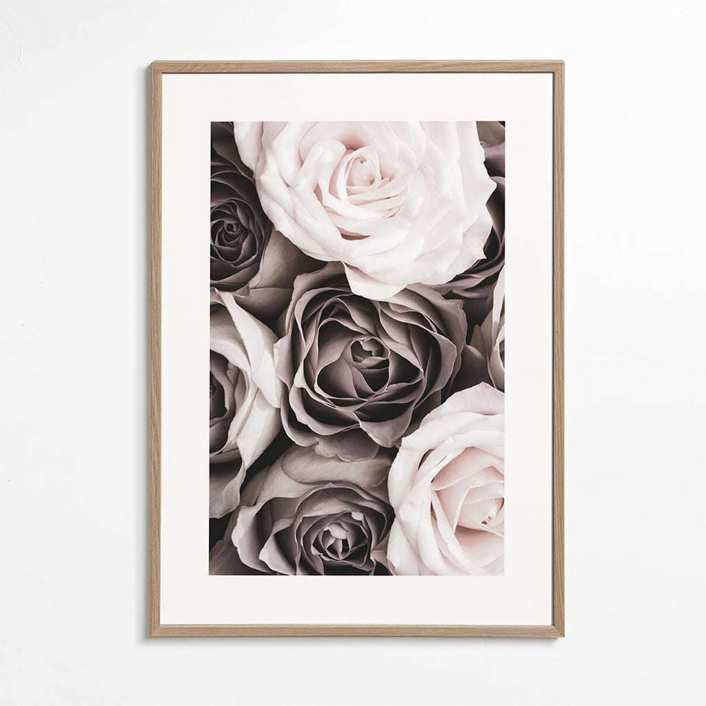 Botanisk plakat blege roser close-up