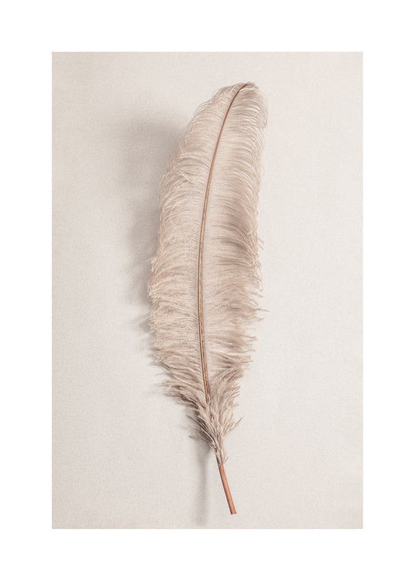 Botanisk plakat: beige fjer