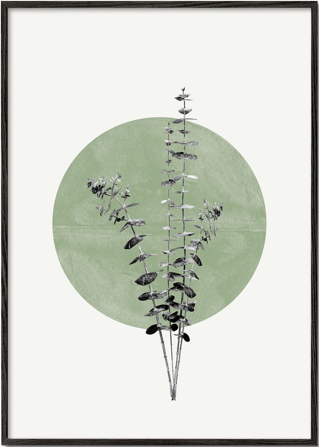Botanisk plakat: eukalyptus med grøn cirkel