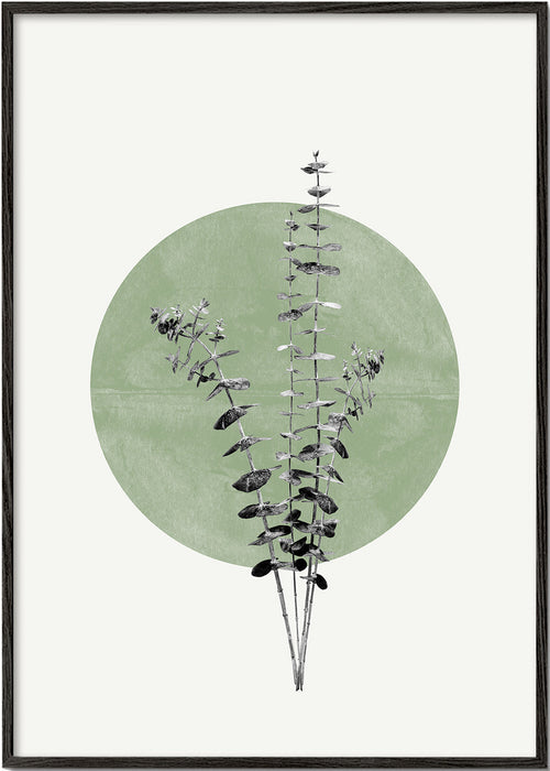 Botanisk plakat: eukalyptus med grøn cirkel