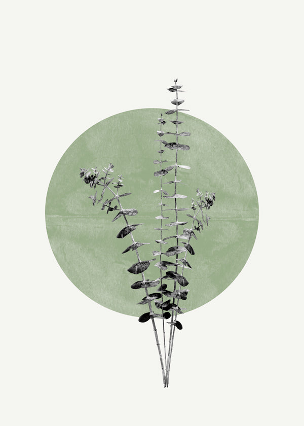Botanisk plakat: eukalyptus med grøn cirkel