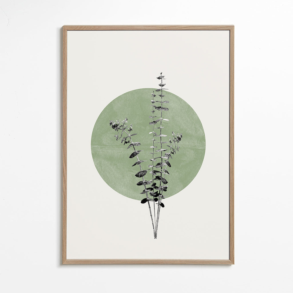 Botanisk plakat: eukalyptus med grøn cirkel