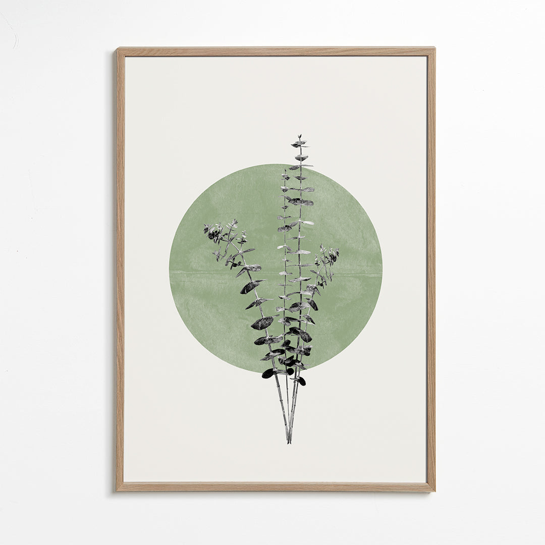 Botanisk plakat: eukalyptus med grøn cirkel