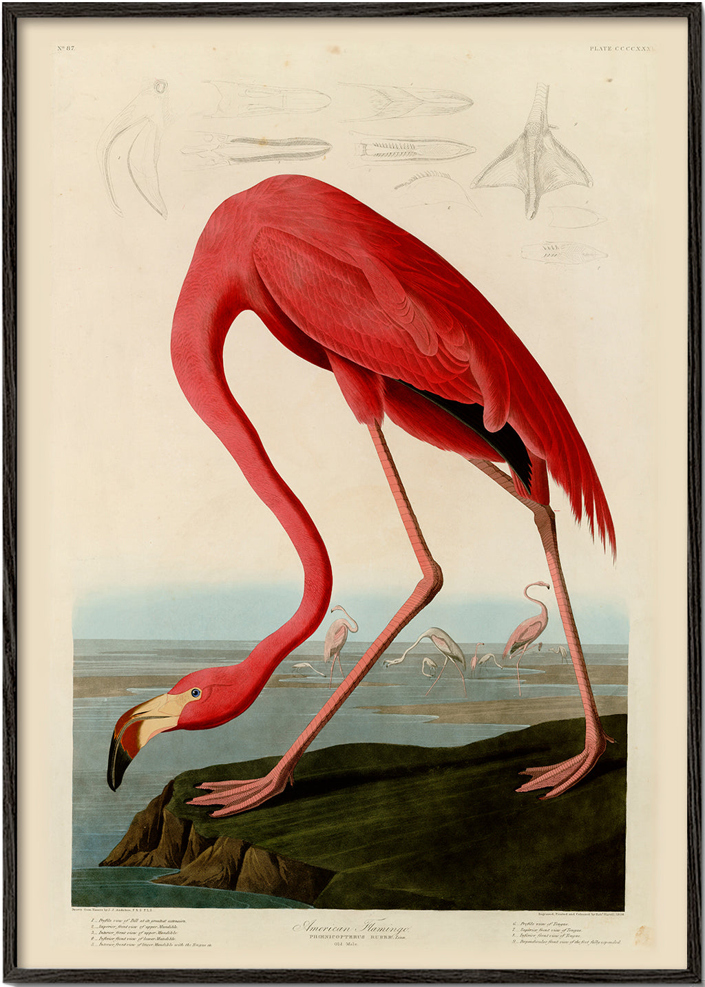 Kunstværk flamingo i Audubon-stil
