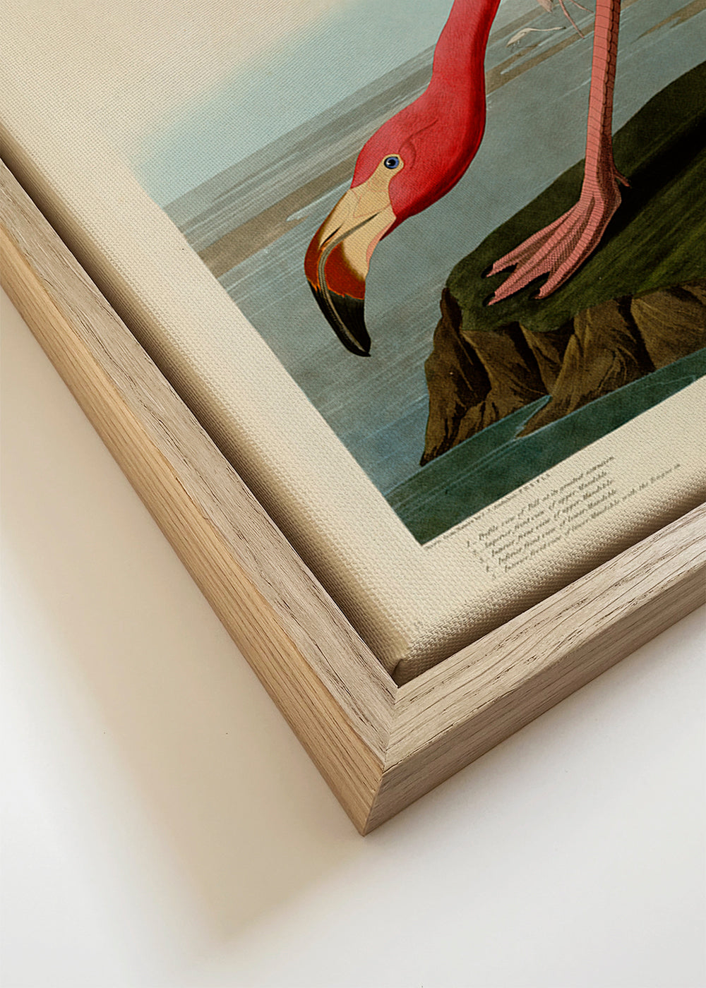 Kunstværk flamingo i Audubon-stil