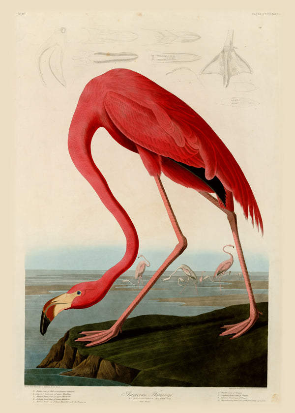 Kunstværk flamingo i Audubon-stil
