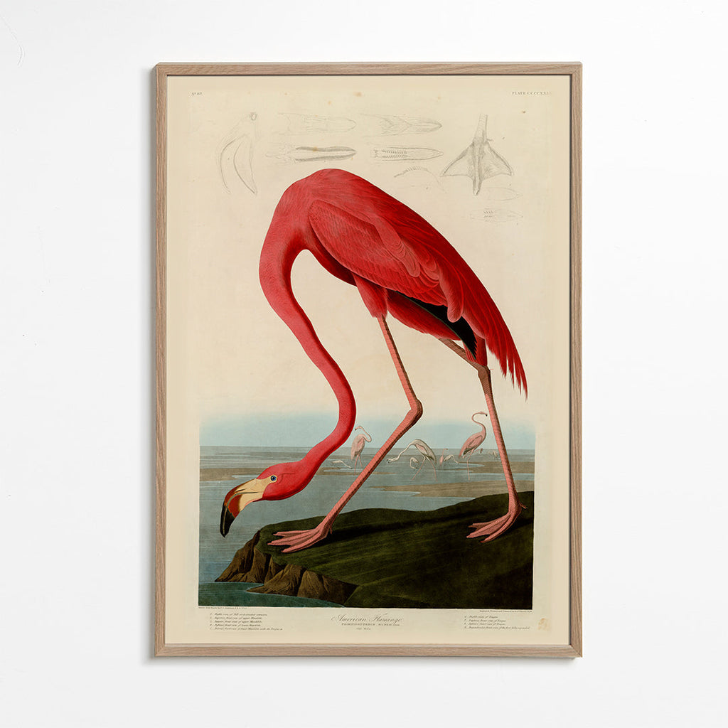 Kunstværk flamingo i Audubon-stil