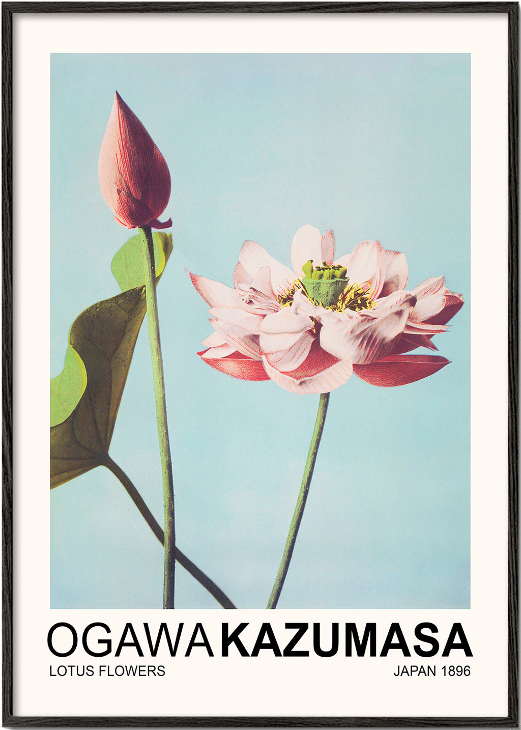 Botanisk plakat: lyserød lotus mod blå himmel