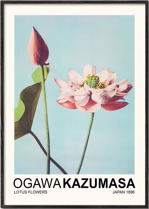 Botanisk plakat: lyserød lotus mod blå himmel