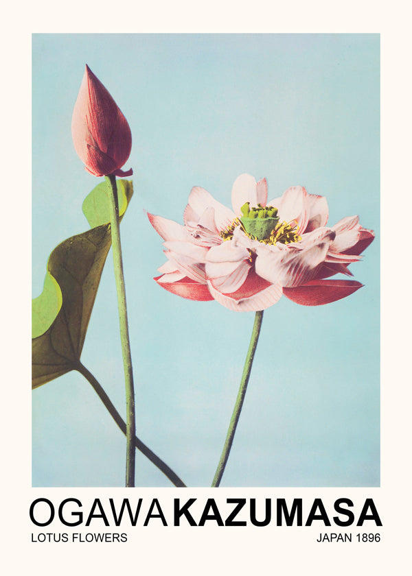 Botanisk plakat: lyserød lotus mod blå himmel