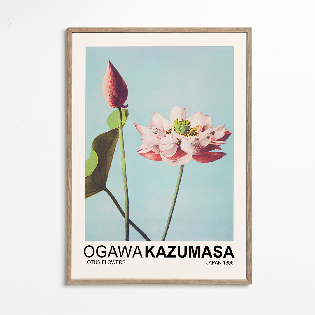 Botanisk plakat: lyserød lotus mod blå himmel