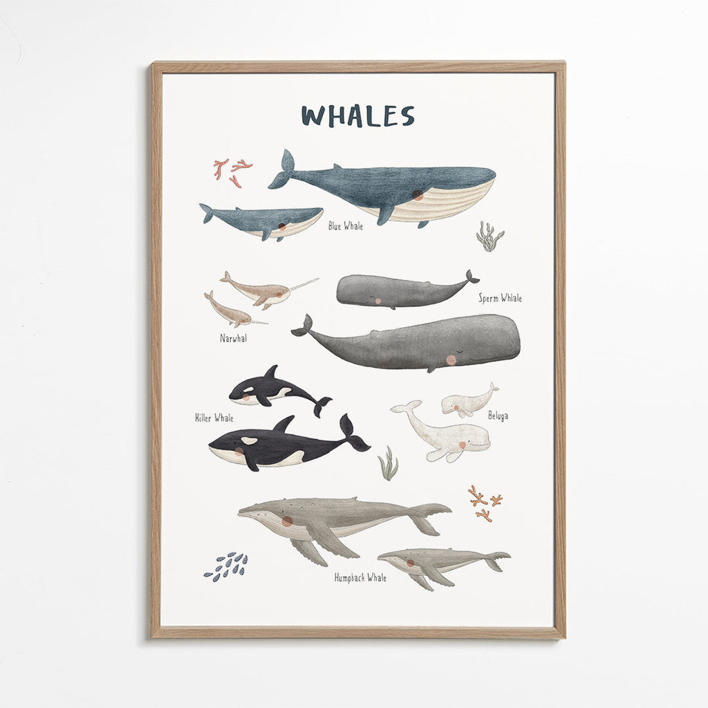 Plakat Hvaler illustreret og lærerig