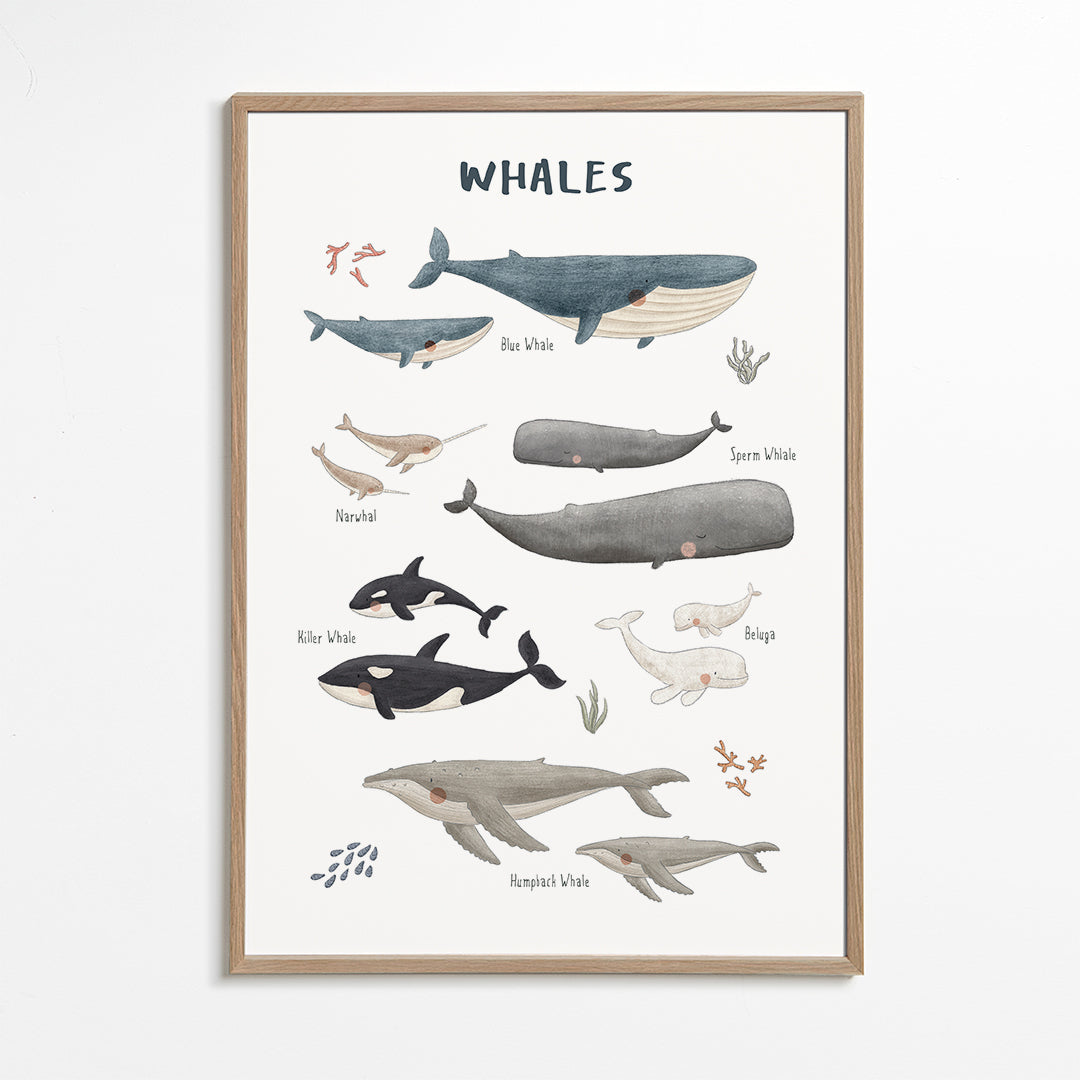 Plakat Hvaler illustreret og lærerig