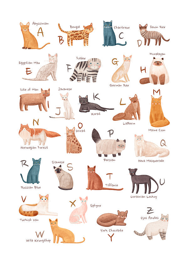 Børneplakat: katte-alfabet illustration