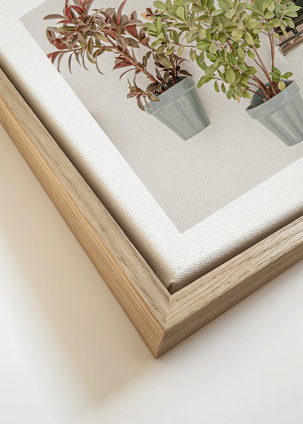 Botanisk plakat: potteplanter ved vindue