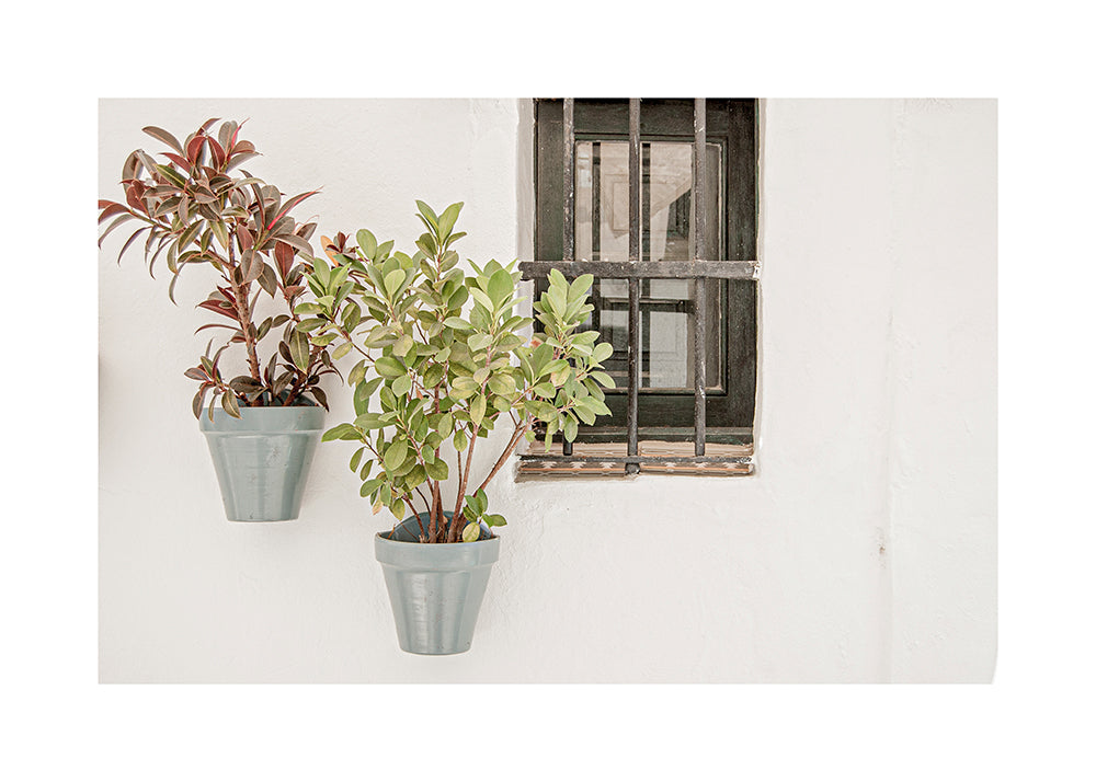 Botanisk plakat: potteplanter ved vindue
