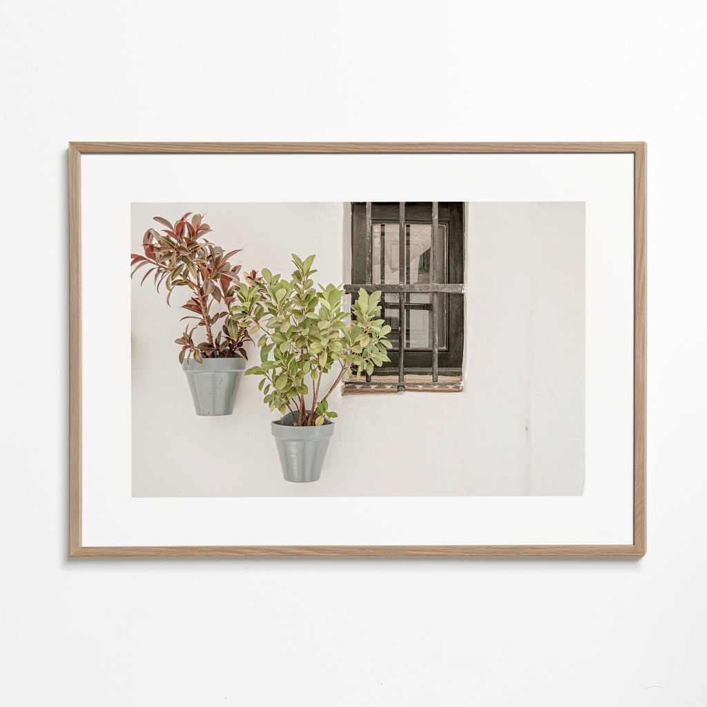 Botanisk plakat: potteplanter ved vindue