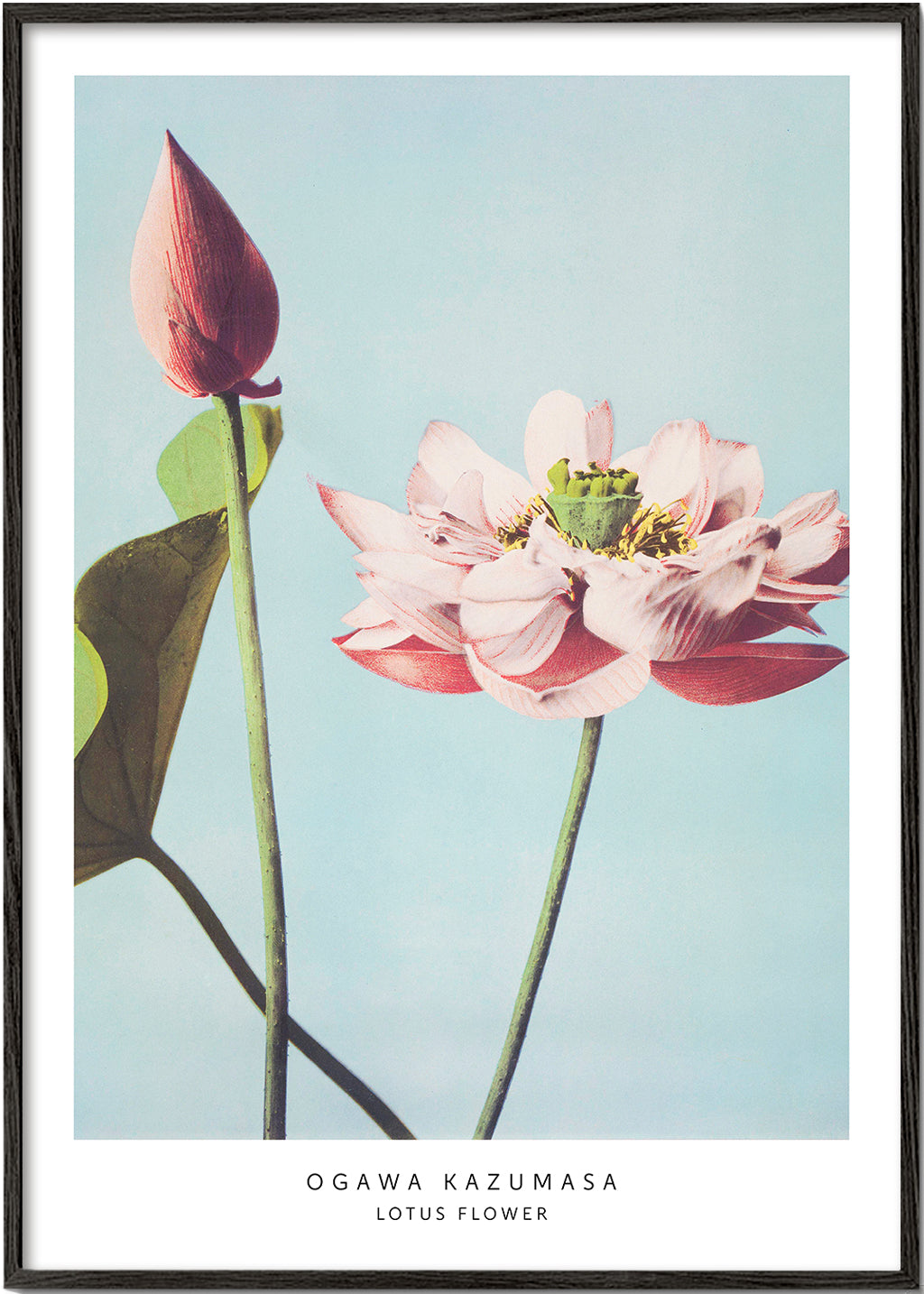 Botanisk plakat lotusblomst på blå baggrund