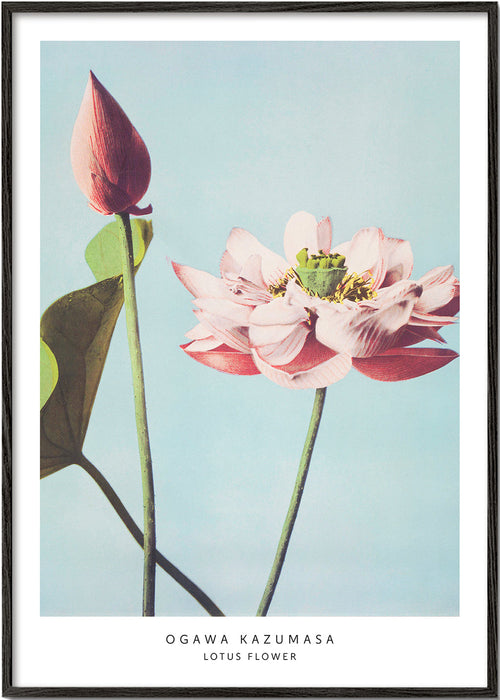 Botanisk plakat lotusblomst på blå baggrund