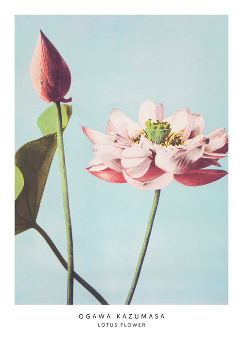 Botanisk plakat lotusblomst på blå baggrund