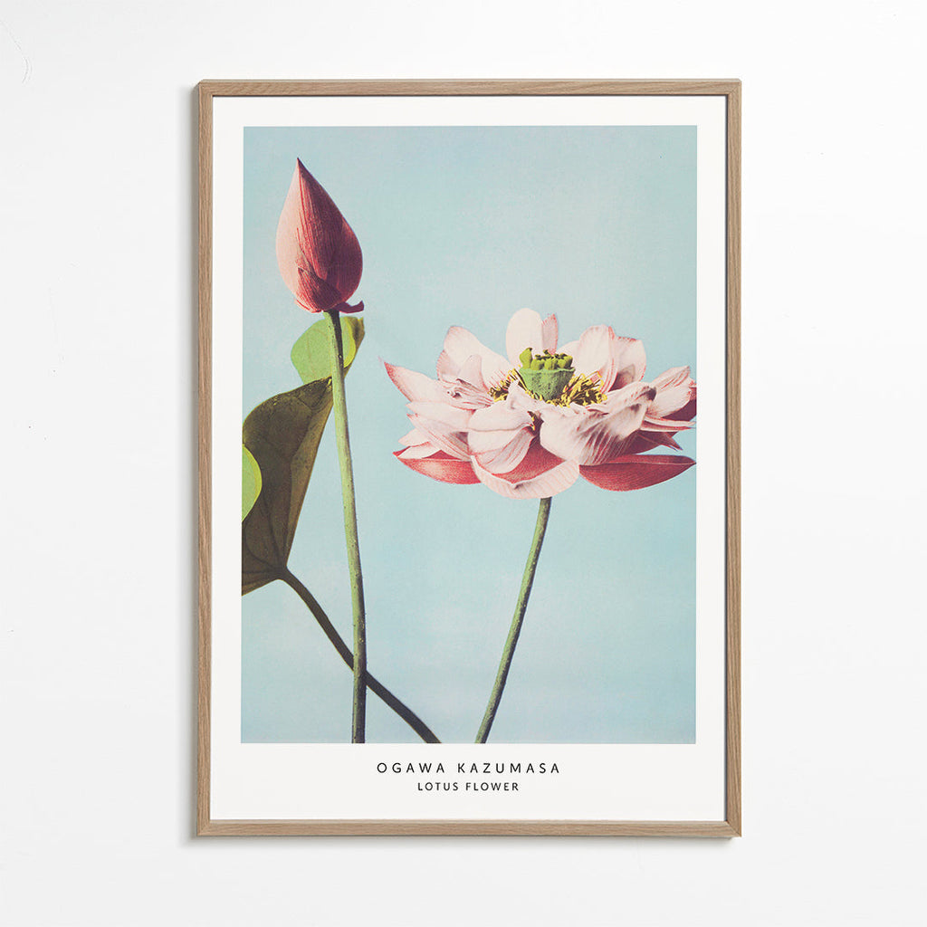 Botanisk plakat lotusblomst på blå baggrund
