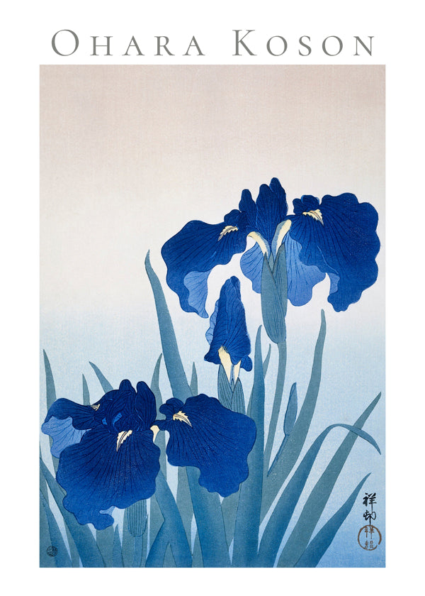 Botanisk plakat blå iris