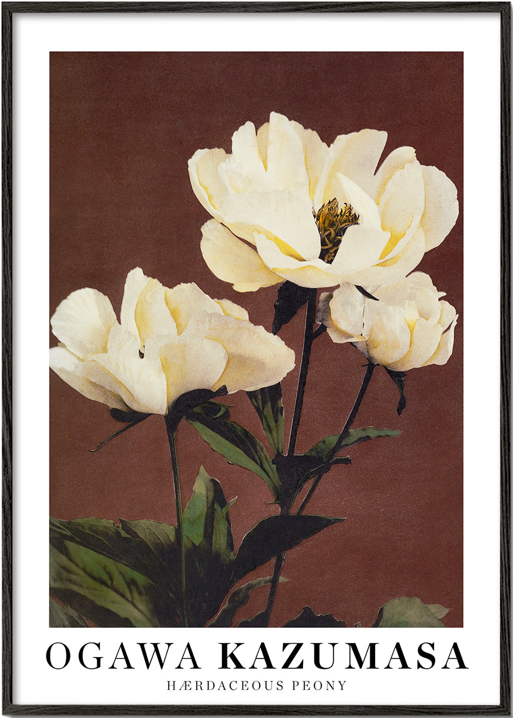 Botanisk plakat med hvid peon