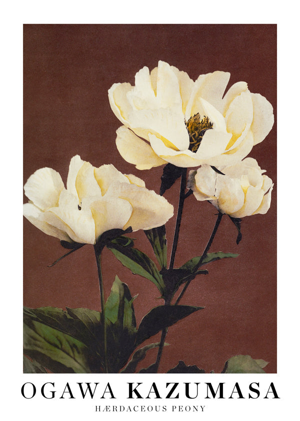 Botanisk plakat med hvid peon