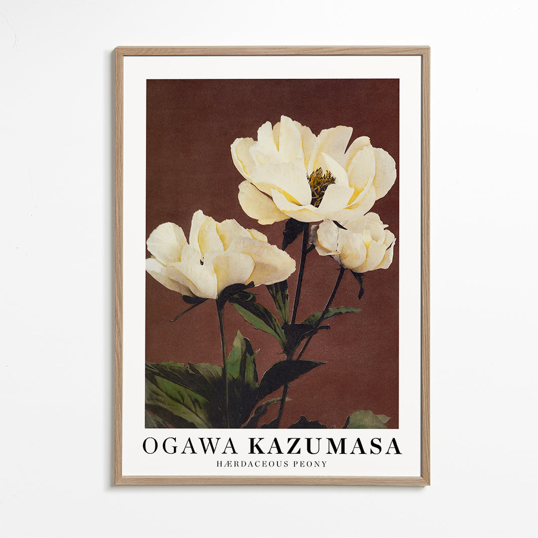 Botanisk plakat med hvid peon