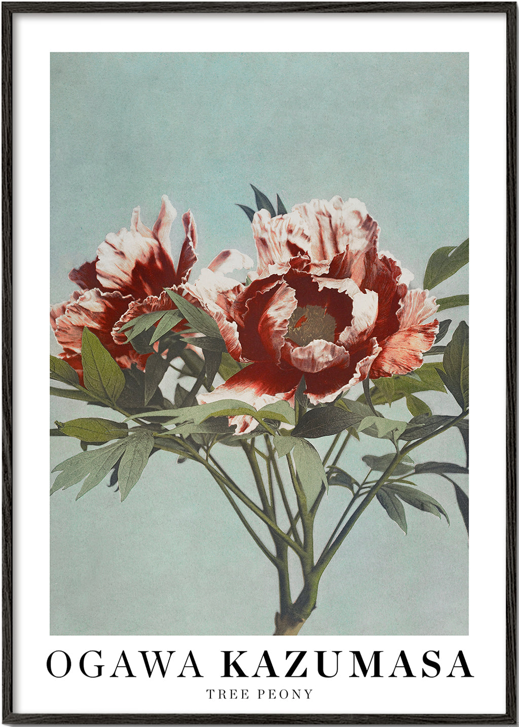 Botanisk plakat Rød pæon på aquamarin