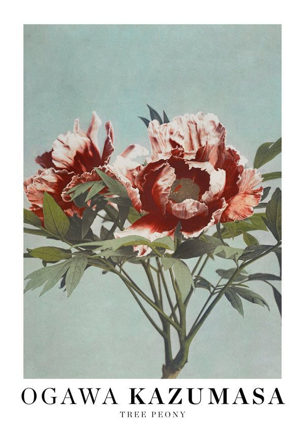 Botanisk plakat Rød pæon på aquamarin