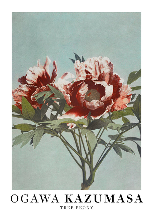Botanisk plakat Rød pæon på aquamarin