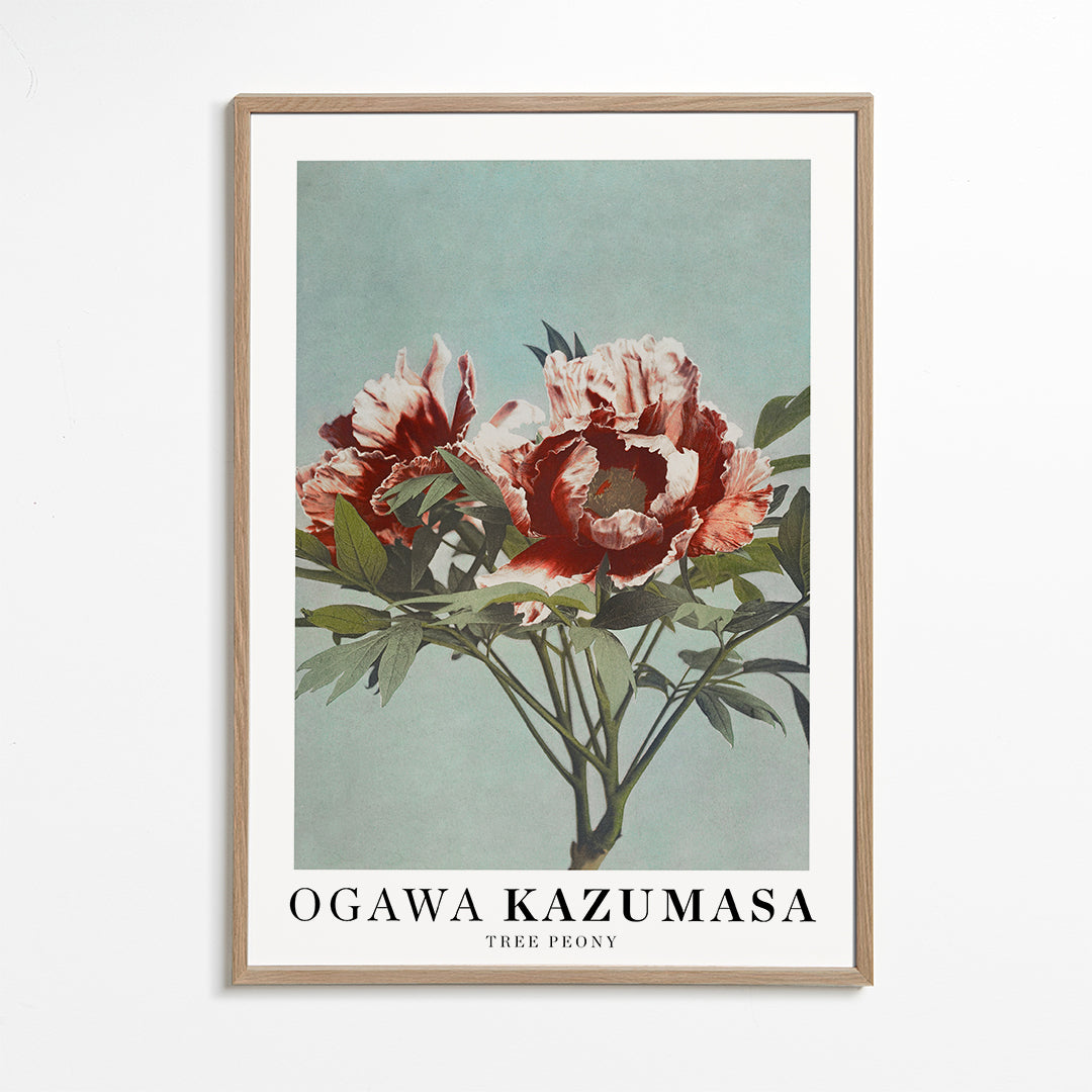 Botanisk plakat Rød pæon på aquamarin