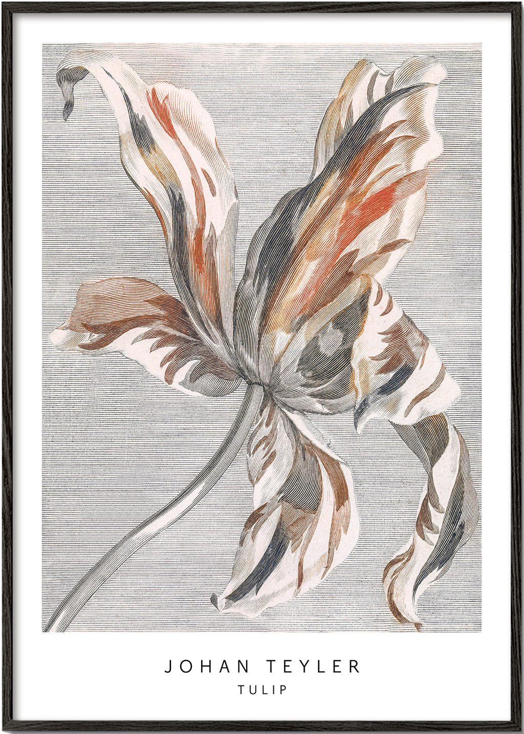 Botanisk plakat: tulipan skitse