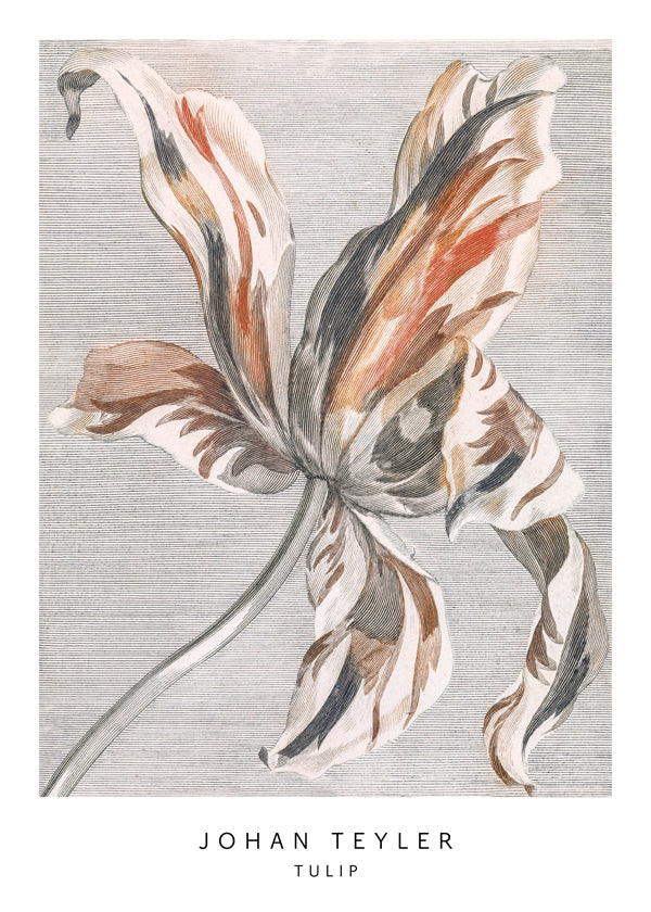 Botanisk plakat: tulipan skitse