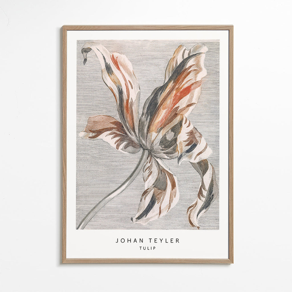 Botanisk plakat: tulipan skitse
